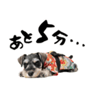 ミニチュアシュナウザー子犬のお正月（個別スタンプ：36）