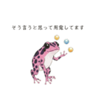 若干煽りがちなヤドクガエル（個別スタンプ：26）