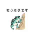 若干煽りがちなヤドクガエル（個別スタンプ：27）