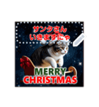 書き込める♥賀正・クリスマス・猫フレーム（個別スタンプ：1）