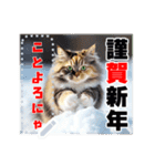 書き込める♥賀正・クリスマス・猫フレーム（個別スタンプ：10）