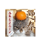 書き込める♥賀正・クリスマス・猫フレーム（個別スタンプ：11）