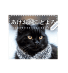 書き込める♥賀正・クリスマス・猫フレーム（個別スタンプ：13）