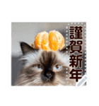 書き込める♥賀正・クリスマス・猫フレーム（個別スタンプ：18）