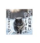 書き込める♥賀正・クリスマス・猫フレーム（個別スタンプ：20）