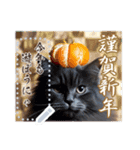 書き込める♥賀正・クリスマス・猫フレーム（個別スタンプ：23）