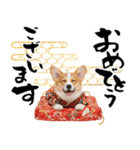 コーギー子犬のお正月スタンプ♡笑顔で2026（個別スタンプ：3）