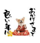 コーギー子犬のお正月スタンプ♡笑顔で2026（個別スタンプ：15）