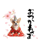 コーギー子犬のお正月スタンプ♡笑顔で2026（個別スタンプ：21）