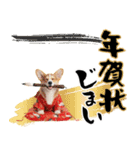 コーギー子犬のお正月スタンプ♡笑顔で2026（個別スタンプ：24）