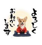コーギー子犬のお正月スタンプ♡笑顔で2026（個別スタンプ：29）
