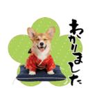 コーギー子犬のお正月スタンプ♡笑顔で2026（個別スタンプ：31）