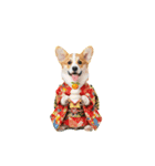 コーギー子犬のお正月スタンプ♡笑顔で2026（個別スタンプ：37）