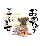 シェパード子犬のお正月スタンプ❗️（個別スタンプ：3）