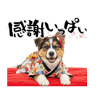 シェパード子犬のお正月スタンプ❗️（個別スタンプ：14）