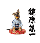 シェパード子犬のお正月スタンプ❗️（個別スタンプ：17）