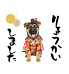 シェパード子犬のお正月スタンプ❗️（個別スタンプ：20）