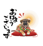 シェパード子犬のお正月スタンプ❗️（個別スタンプ：28）