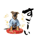 シェパード子犬のお正月スタンプ❗️（個別スタンプ：32）