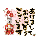 ハスキー子犬のお正月スタンプ❄️2026（個別スタンプ：1）