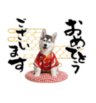ハスキー子犬のお正月スタンプ❄️2026（個別スタンプ：3）