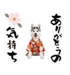 ハスキー子犬のお正月スタンプ❄️2026（個別スタンプ：13）