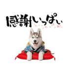 ハスキー子犬のお正月スタンプ❄️2026（個別スタンプ：14）