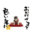 ハスキー子犬のお正月スタンプ❄️2026（個別スタンプ：15）