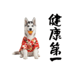 ハスキー子犬のお正月スタンプ❄️2026（個別スタンプ：17）