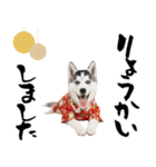 ハスキー子犬のお正月スタンプ❄️2026（個別スタンプ：20）