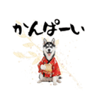 ハスキー子犬のお正月スタンプ❄️2026（個別スタンプ：22）