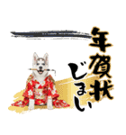 ハスキー子犬のお正月スタンプ❄️2026（個別スタンプ：24）