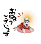 ハスキー子犬のお正月スタンプ❄️2026（個別スタンプ：28）