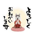 ハスキー子犬のお正月スタンプ❄️2026（個別スタンプ：29）