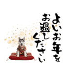 ハスキー子犬のお正月スタンプ❄️2026（個別スタンプ：30）