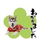 ハスキー子犬のお正月スタンプ❄️2026（個別スタンプ：31）