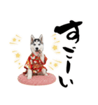 ハスキー子犬のお正月スタンプ❄️2026（個別スタンプ：32）