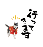 ハスキー子犬のお正月スタンプ❄️2026（個別スタンプ：35）