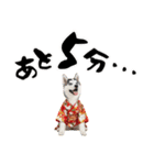 ハスキー子犬のお正月スタンプ❄️2026（個別スタンプ：36）