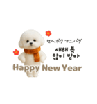 ずっと使える♡冬・年末年始 わんこ韓国語（個別スタンプ：1）