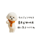 ずっと使える♡冬・年末年始 わんこ韓国語（個別スタンプ：12）