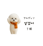 ずっと使える♡冬・年末年始 わんこ韓国語（個別スタンプ：20）