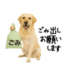 ラブラドールレトリバー★使える！家族連絡（個別スタンプ：1）