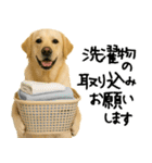 ラブラドールレトリバー★使える！家族連絡（個別スタンプ：2）