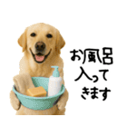 ラブラドールレトリバー★使える！家族連絡（個別スタンプ：3）