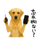 ラブラドールレトリバー★使える！家族連絡（個別スタンプ：4）
