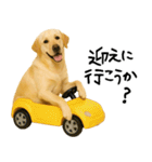 ラブラドールレトリバー★使える！家族連絡（個別スタンプ：5）