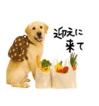 ラブラドールレトリバー★使える！家族連絡（個別スタンプ：6）