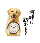 ラブラドールレトリバー★使える！家族連絡（個別スタンプ：7）