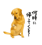 ラブラドールレトリバー★使える！家族連絡（個別スタンプ：8）